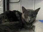 Adopt Fallon a Gray or Blue Domestic Shorthair / Domestic Shorthair / Mixed cat
