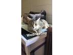 Adopt Wednesday a Orange or Red Domestic Shorthair / Domestic Shorthair / Mixed