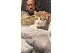 Adopt Tazz a Gray or Blue Domestic Shorthair / Mixed (short coat) cat in