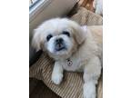 Adopt Teddy a Tan/Yellow/Fawn - with White Pekingese / Mixed dog in Wharton