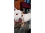 Adopt Stevie a Affenpinscher / Mixed dog in Henderson, KY (41029706)