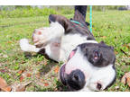 Adopt Boog a Black Staffordshire Bull Terrier / American Pit Bull Terrier /