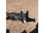Adopt Lewis a Black Shepherd (Unknown Type) / Mixed dog in Santa Paula
