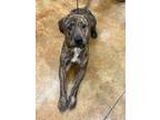 Adopt Nikko a Brindle American Pit Bull Terrier / Mixed dog in Winchester
