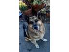 Adopt Rocky a Tan/Yellow/Fawn - with Black German Shepherd Dog / Mixed dog in