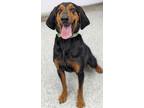 Adopt River a Black - with Tan, Yellow or Fawn Coonhound / Mixed dog in Logan