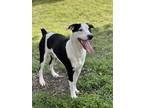 Adopt Pistachio a Black - with White Jack Russell Terrier / Mixed Breed (Small)