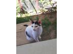 Adopt Jackie a White Domestic Shorthair / Domestic Shorthair / Mixed cat in