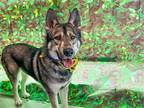 Adopt BRUCE a Siberian Husky / Mixed dog in Tustin, CA (40867315)