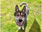 Adopt BRUCE a Siberian Husky / Mixed dog in Tustin, CA (40867315)