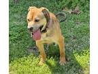 Adopt Guiness a Tan/Yellow/Fawn - with Black Mixed Breed (Medium) / Mixed dog in