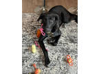 Adopt Buddy a Black Great Pyrenees / Labrador Retriever / Mixed dog in Fresno