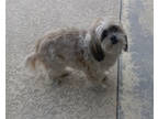 Adopt Lexi a White Shih Tzu / Mixed dog in Fresno, CA (41029039)