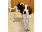 Adopt Okra a Tricolor (Tan/Brown & Black & White) Hound (Unknown Type) / Mixed