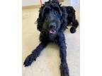 Adopt Biggin a Black Labradoodle / Mixed dog in Loudon, TN (40945856)