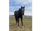 Adopt Jessie a Roan Quarterhorse / Mixed horse in Danville, PA (40941225)