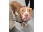 Adopt Miesha a Brown/Chocolate American Pit Bull Terrier / Mixed dog in South