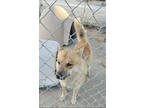 Adopt Charlie Dave a Tan/Yellow/Fawn Chow Chow / Mixed dog in Fresno