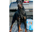 Adopt Rambo a Black Doberman Pinscher / Mixed dog in Fresno, CA (41029043)
