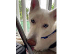 Adopt Rossy a White Husky / Mixed dog in Fresno, CA (41029041)