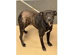 Adopt Giselle a Black Mixed Breed (Large) / Mixed dog in Chamblee, GA (41021006)