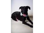 Adopt 21-599D Ollie a Black Labrador Retriever / Mixed Breed (Medium) / Mixed