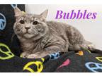 Adopt Bubbles a Gray, Blue or Silver Tabby Domestic Shorthair (short coat) cat