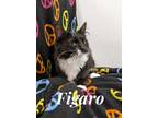 Adopt Figaro a Black & White or Tuxedo Domestic Mediumhair (medium coat) cat in