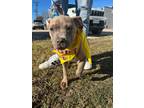 Adopt RF Anabelle a Brindle Pit Bull Terrier / Mixed dog in Chicago