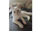 Adopt Snowflake a White (Mostly) Siamese (short coat) cat in Sugar Land
