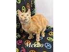 Adopt Meeko a Orange or Red Tabby Domestic Shorthair (short coat) cat in