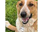 Adopt AT Athena a Tan/Yellow/Fawn - with White Australian Cattle Dog / Mixed dog