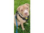 Adopt Kane a Tan/Yellow/Fawn American Pit Bull Terrier / Boxer / Mixed dog in