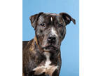 Adopt Jupiter a Black American Pit Bull Terrier / Mixed Breed (Medium) / Mixed
