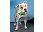 Adopt Big Boy a Brindle American Pit Bull Terrier / Mixed Breed (Medium) / Mixed