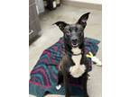 Adopt Stella a Black - with White Australian Kelpie / Mixed dog in Chico