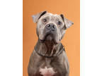 Adopt Ralph a Gray/Blue/Silver/Salt & Pepper Mixed Breed (Large) / Mixed dog in