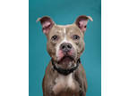Adopt Hugo a Gray/Blue/Silver/Salt & Pepper American Pit Bull Terrier / Mixed