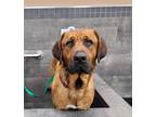 Adopt Kong a Tan/Yellow/Fawn Cane Corso / Bernese Mountain Dog dog in Kelowna