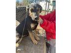Adopt Clover a Black - with Tan, Yellow or Fawn Shepherd (Unknown Type) /