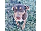 Adopt Kenny a Brown/Chocolate - with Tan German Shorthaired Pointer / Catahoula