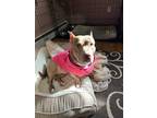 Adopt Bella a Tan/Yellow/Fawn Corgi / Pit Bull Terrier / Mixed dog in Jackson