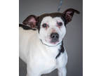Adopt Ralphie a White Mixed Breed (Medium) / Mixed dog in Greenwood