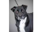 Adopt Rosa a Black Retriever (Unknown Type) / Mixed dog in Greenwood