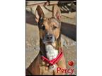 Adopt Percy a Tricolor (Tan/Brown & Black & White) German Shepherd Dog / Mixed