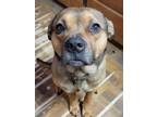 Adopt Nugget a Brindle Boxer / Mixed dog in Barre, VT (41027674)