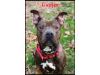 Adopt Finster a Brown/Chocolate - with White Pit Bull Terrier / Mixed dog in