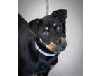 Adopt Cardi a Black Mixed Breed (Medium) / Mixed dog in Greenwood, SC (40677662)
