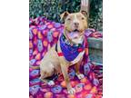 Adopt Honey a Red/Golden/Orange/Chestnut - with White American Pit Bull Terrier