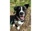 Adopt Ollivander a Black Mixed Breed (Large) / Mixed dog in Hamilton